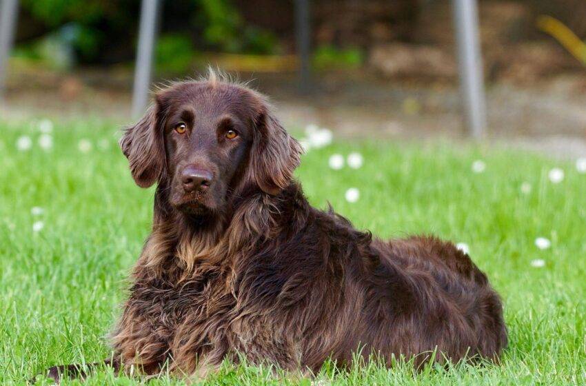  Vacanza con il cane a Firenze: alcuni consigli utili