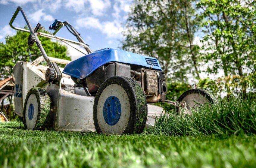  7 modi per prenderti cura del tuo giardino: come mantenere vive le piante
