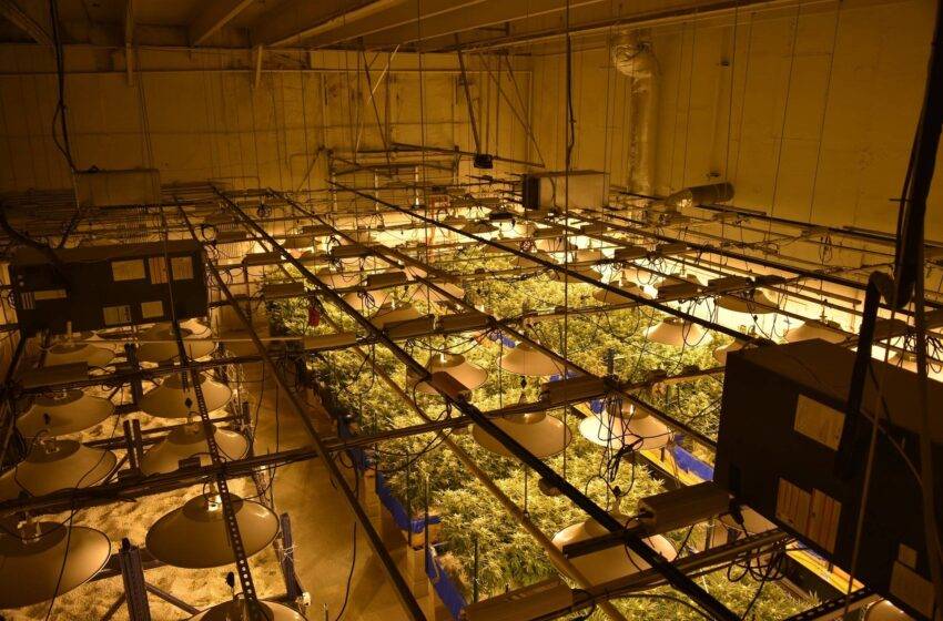  Come pubblicizzare un business di cannabis legale